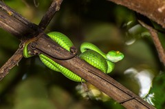 Trimeresurus macrops