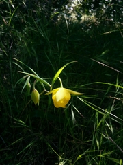 Calochortus pulchellus