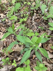 Triosteum angustifolium
