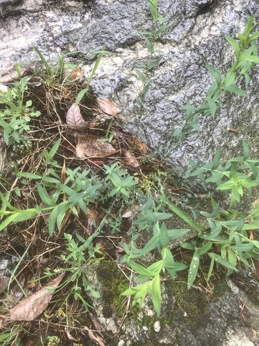 Brushy mountain St. johnswort (Hypericum radfordiorum)