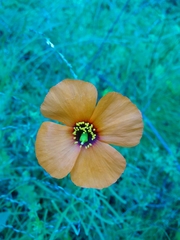 Papaver heterophyllum