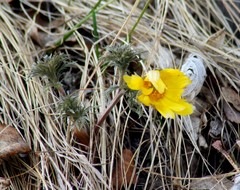 Adonis volgensis