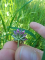 Trifolium ciliolatum