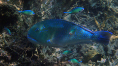 Choerodon schoenleinii