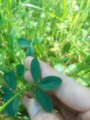 Trifolium ciliolatum