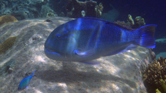 Choerodon schoenleinii