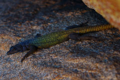 Platysaurus intermedius rhodesianus