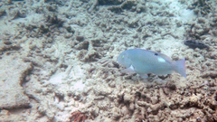 Choerodon schoenleinii