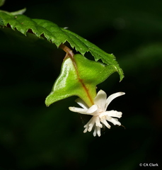 Begonia urticae image