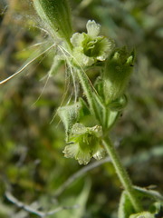 Silene spaldingii