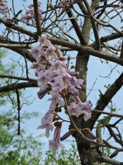 Paulownia