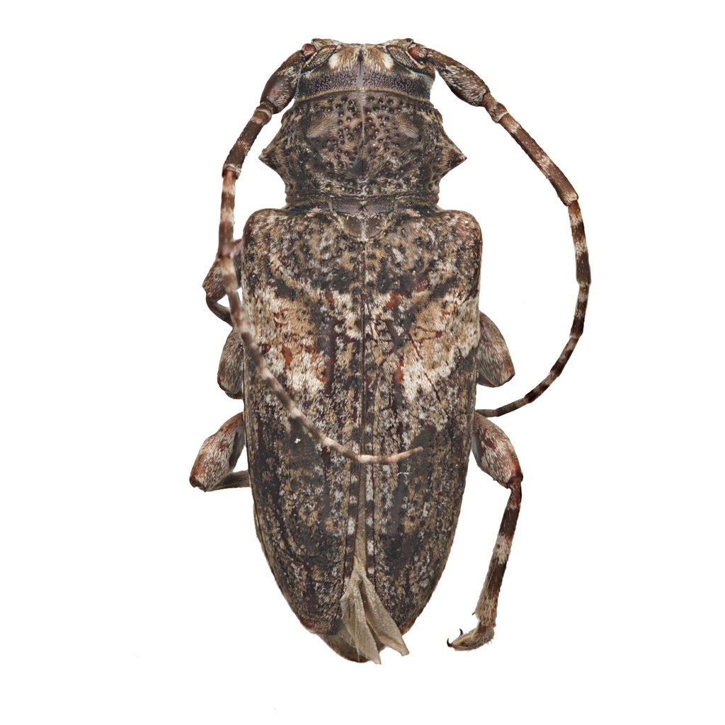Aegomorphus peninsularis