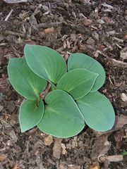 Hosta