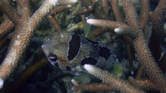 Diodon liturosus