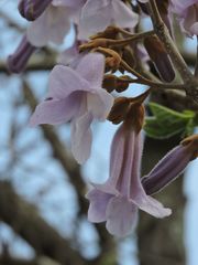 Paulownia