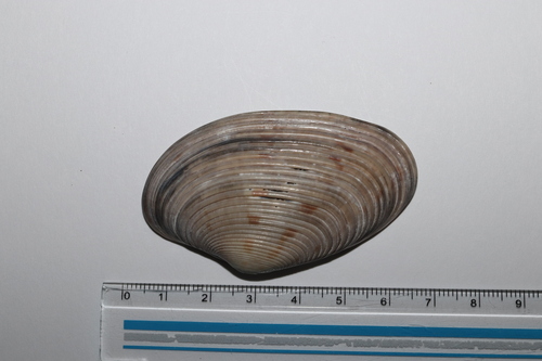 Paphia amabilis observed 2024-02-19