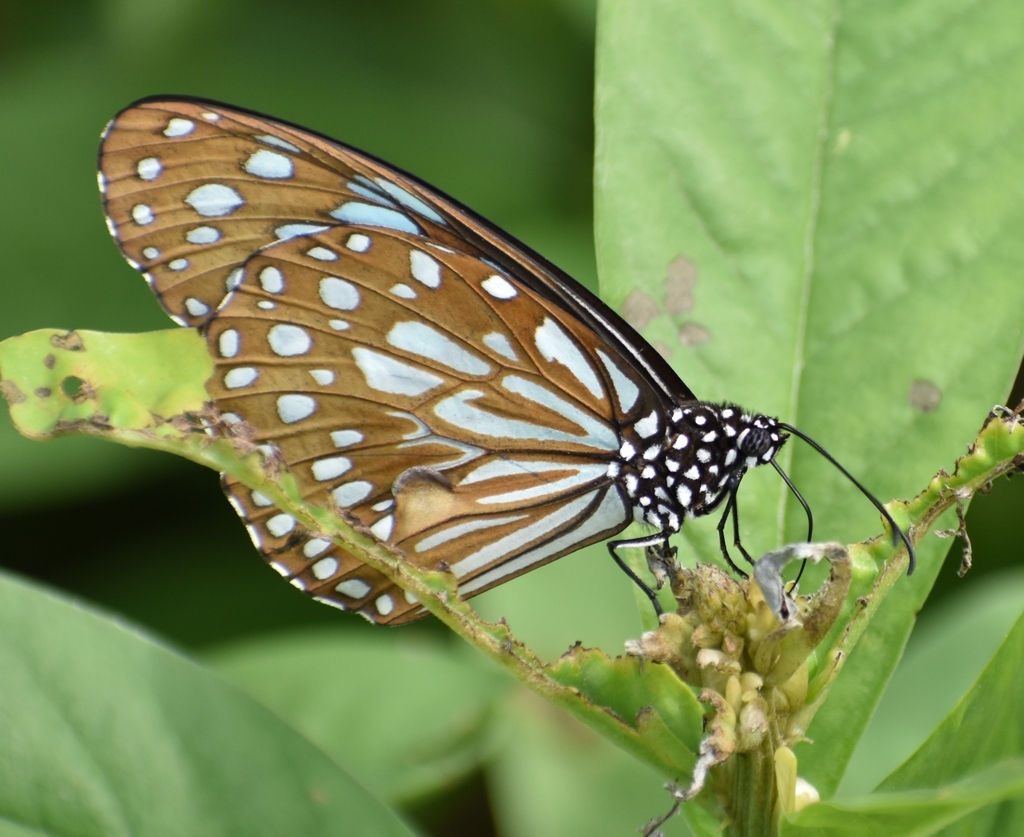 Blue Monarch
