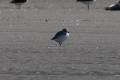 Charadrius obscurus