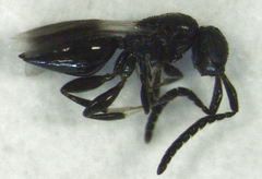 Dendrocerus