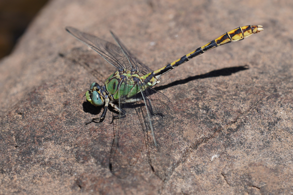 Arizona Snaketail