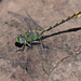 Arizona Snaketail - Photo (c) Cameron Eckert, some rights reserved (CC BY-NC), uploaded by Cameron Eckert