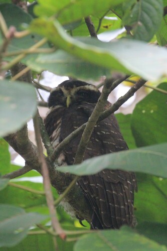 Band-bellied Owl (Pulsatrix melanota), photo 9