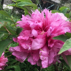 Paeonia × suffruticosa