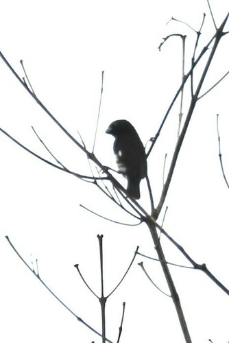 Black-and-white Seedeater (Sporophila luctuosa), photo 8