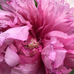 Paeonia × suffruticosa