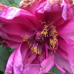 Paeonia × suffruticosa