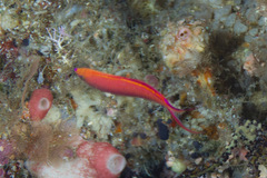 Pyronotanthias smithvanizi