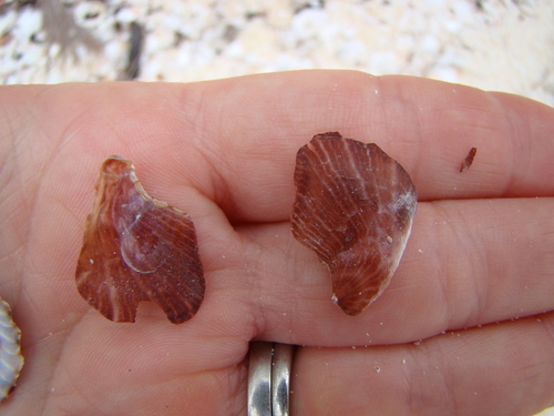 Isognomonidae