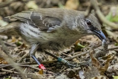 Mimus graysoni