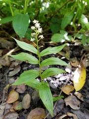 Dermacentor variabilis