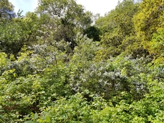 Ceanothus thyrsiflorus thyrsiflorus