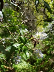 Ceanothus thyrsiflorus thyrsiflorus
