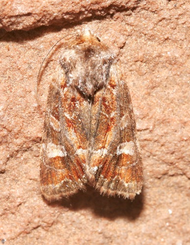 Lacinipolia lepidula photo 2