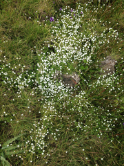 Plagiobothrys chorisianus chorisianus