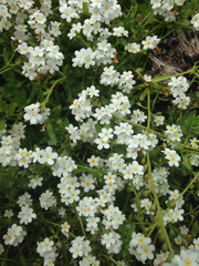 Plagiobothrys chorisianus chorisianus