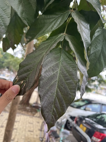 Markhamia stipulata, 2024-02-19