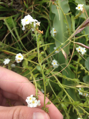 Plagiobothrys chorisianus chorisianus