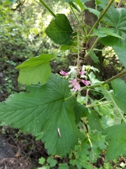 Ribes sanguineum glutinosum