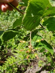 Ribes sanguineum glutinosum