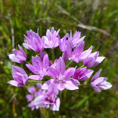 Allium unifolium