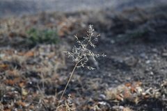 Lehmann Lovegrass (Eragrostis lehmanniana)