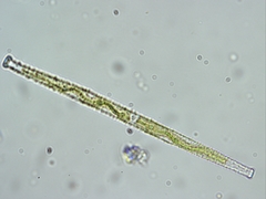 Gonatozygon brebissonii