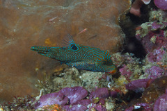 Canthigaster papua
