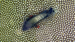 Cephalopholis cyanostigma