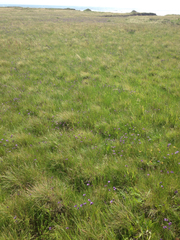 Deschampsia cespitosa holciformis