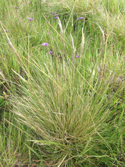 Deschampsia cespitosa holciformis